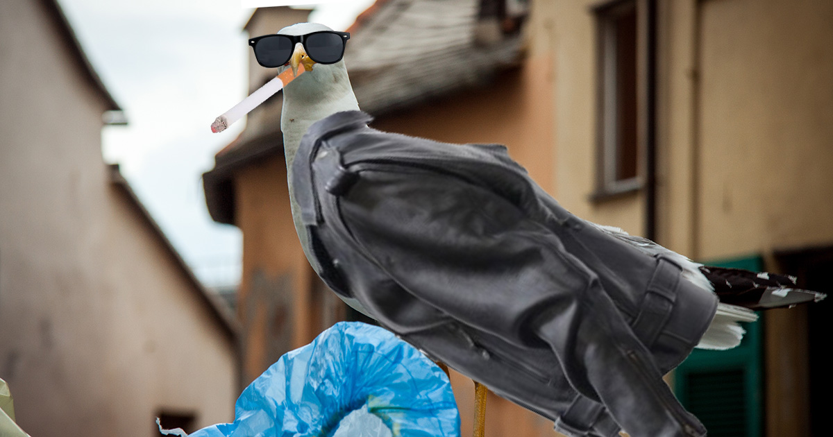 cool, seagulls, leather, jacket