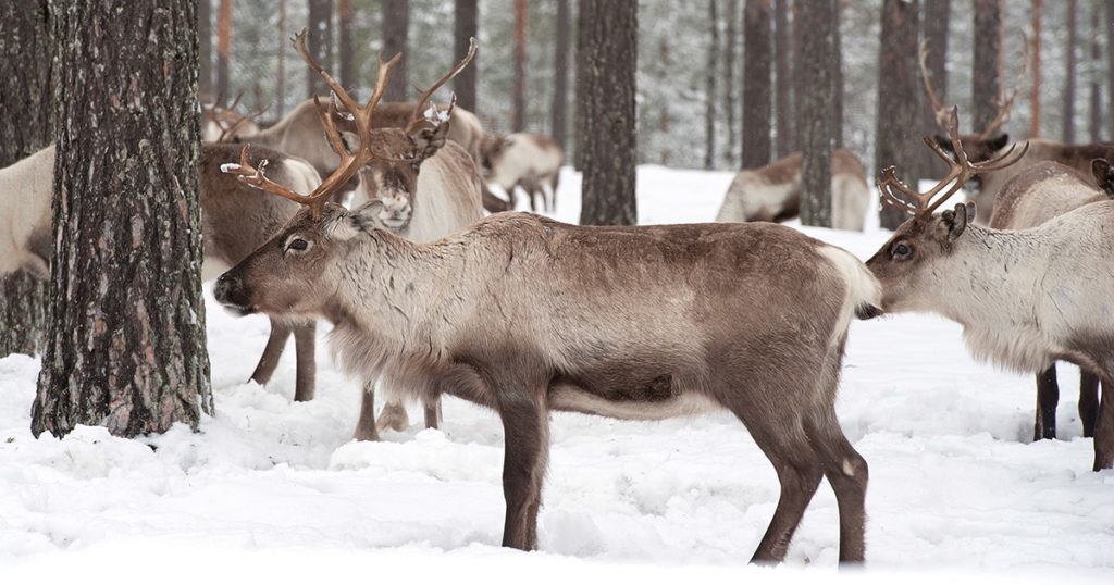 reindeer, arctic, santa, north pole
