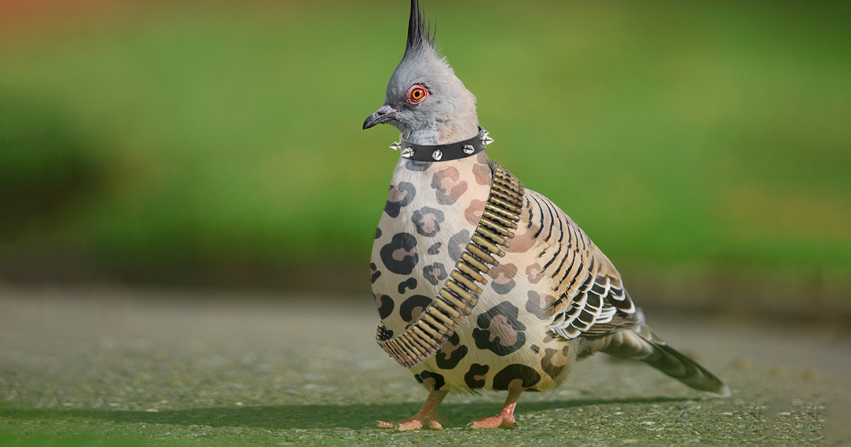 pigeon, crust punk, crust, punk