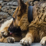 dog, dick, suck, blow job