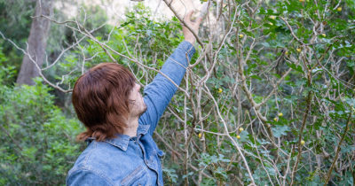 berries, berry, poison, vegan, woods, dead, sick