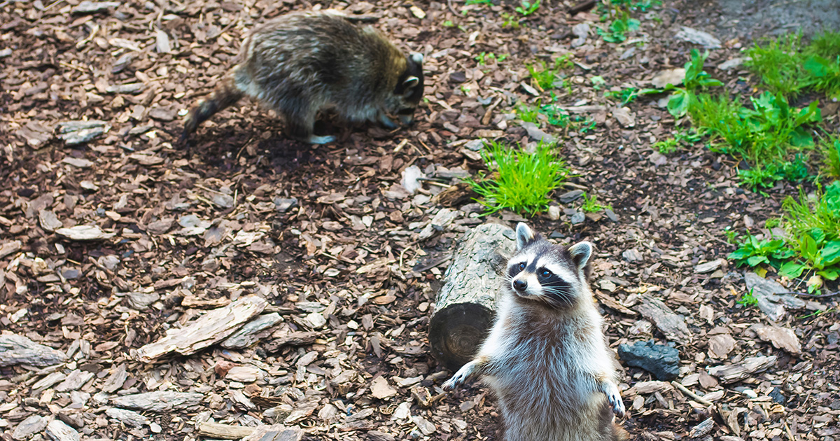 raccoons, food, gross, hungry, food, punks