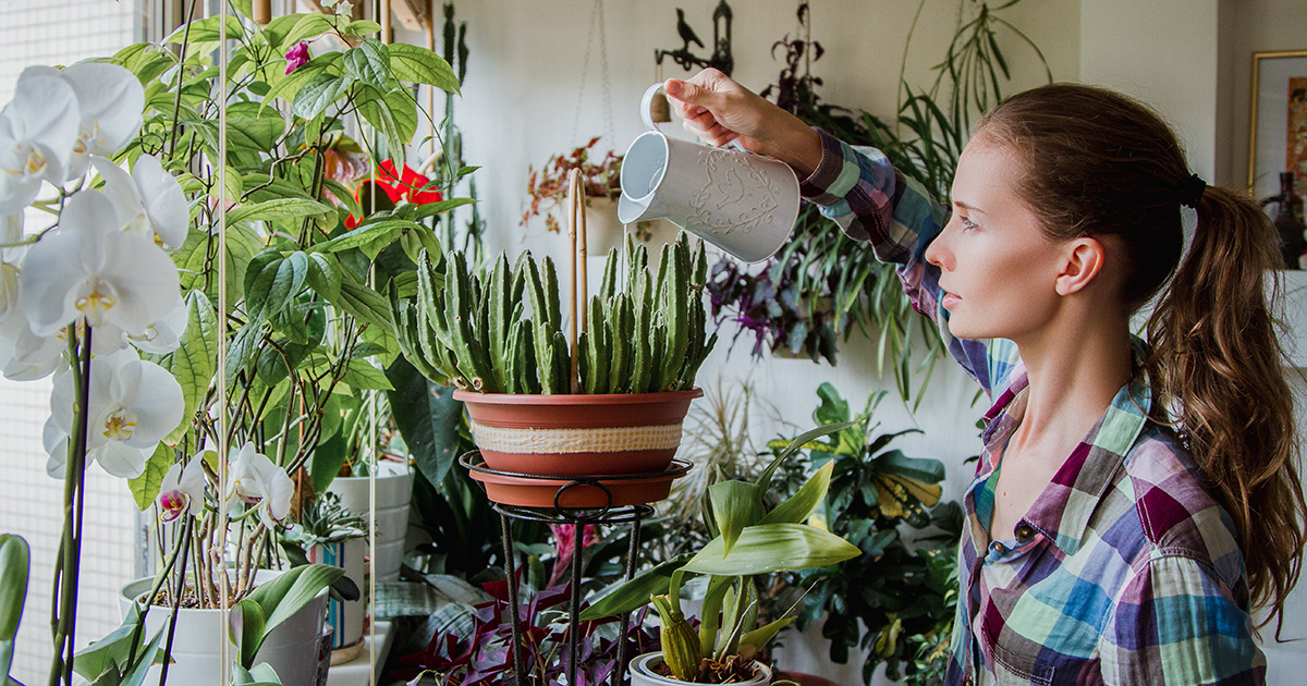 houseplants, overwatered, dying, drowning, sad, bored, quarantine