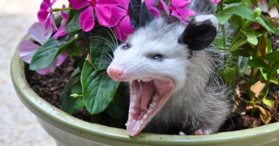 opposum, mouth, open, cute, ears, white, black, pink, flowers, animal