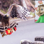 alvin, chipmunks, hawk